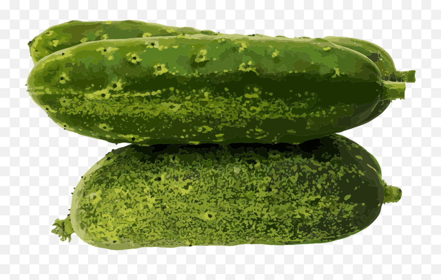 Cucumber Fresh Food - Spreewald Gherkins Png,Cucumber Transparent