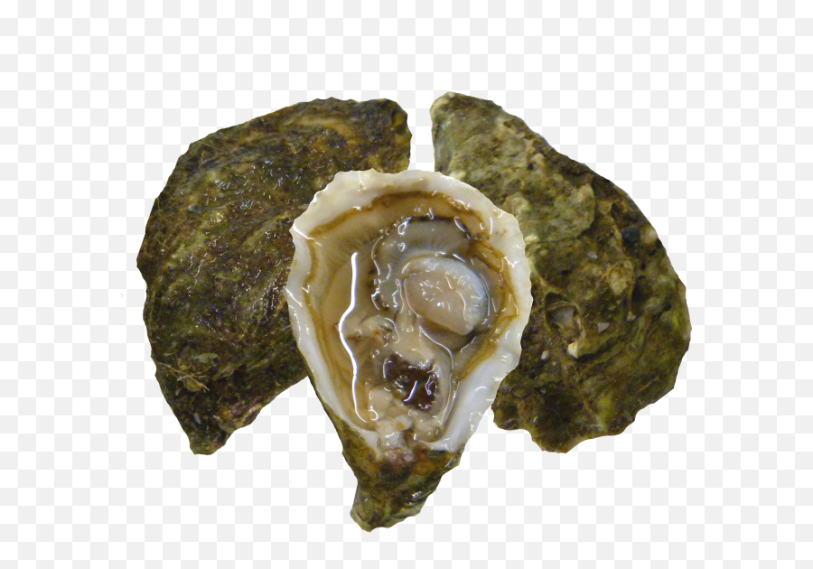 Oysters - Oyster Png,Oysters Png