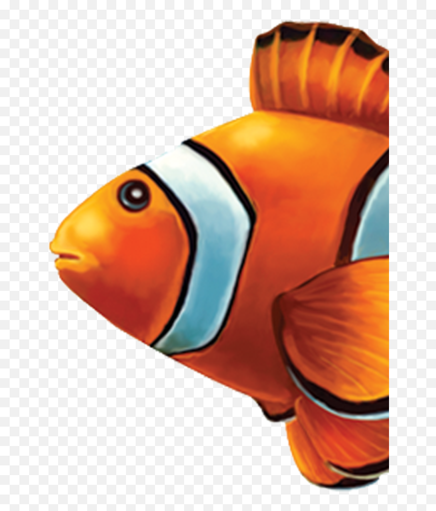 Little Tile Inc - Online Source To Clown Fish Series Pool Real Clownfish Transparent Png,Clownfish Png