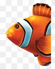 Little Tile Inc - Online Source To Clown Fish Series Pool Real Clownfish Transparent Png,Clownfish Png