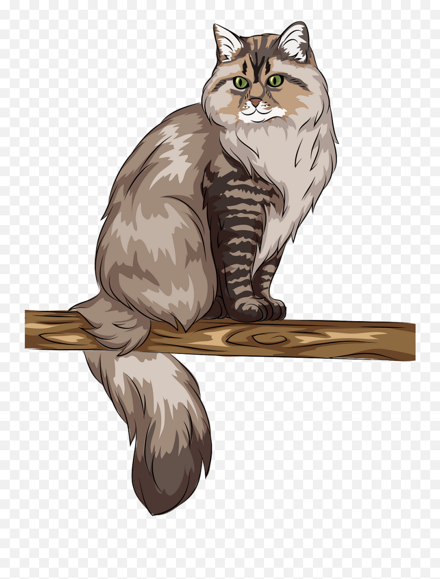Siberian Cat Clipart Free Download Creazilla - Squitten Png,Cat Clipart Transparent