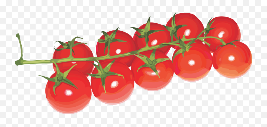 Download Cherry Tomatoes Transparent Background Png Image - Cherry Tomato Transparent Background,Cherry Transparent Background