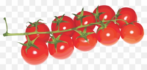 Download Cherry Tomatoes Transparent Background Png Image