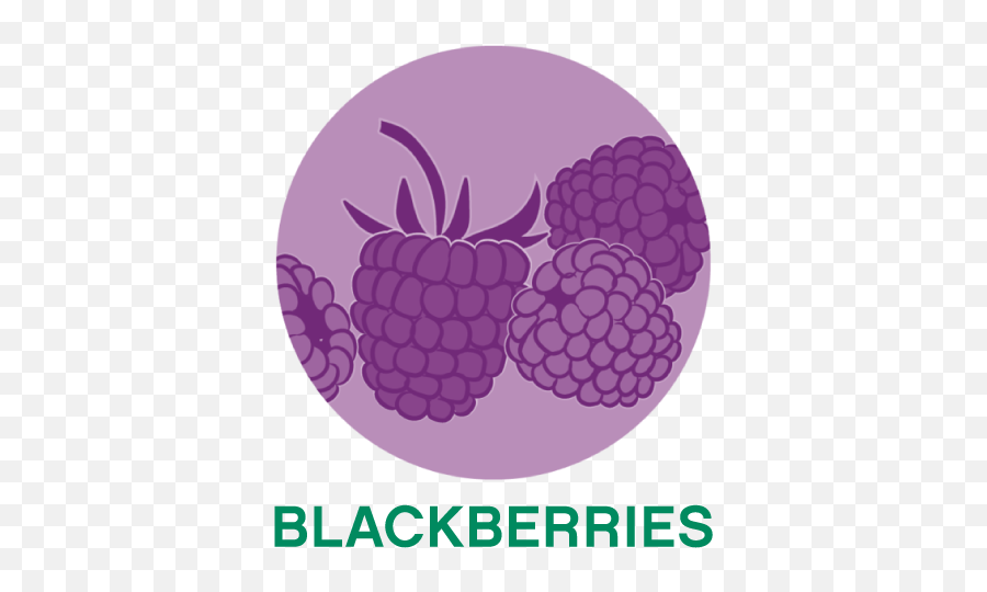 Our Products Natures Partner - Black Decker Pizza Oven Png,Blackberries Png