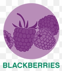 Our Products Natures Partner - Black Decker Pizza Oven Png,Blackberries Png