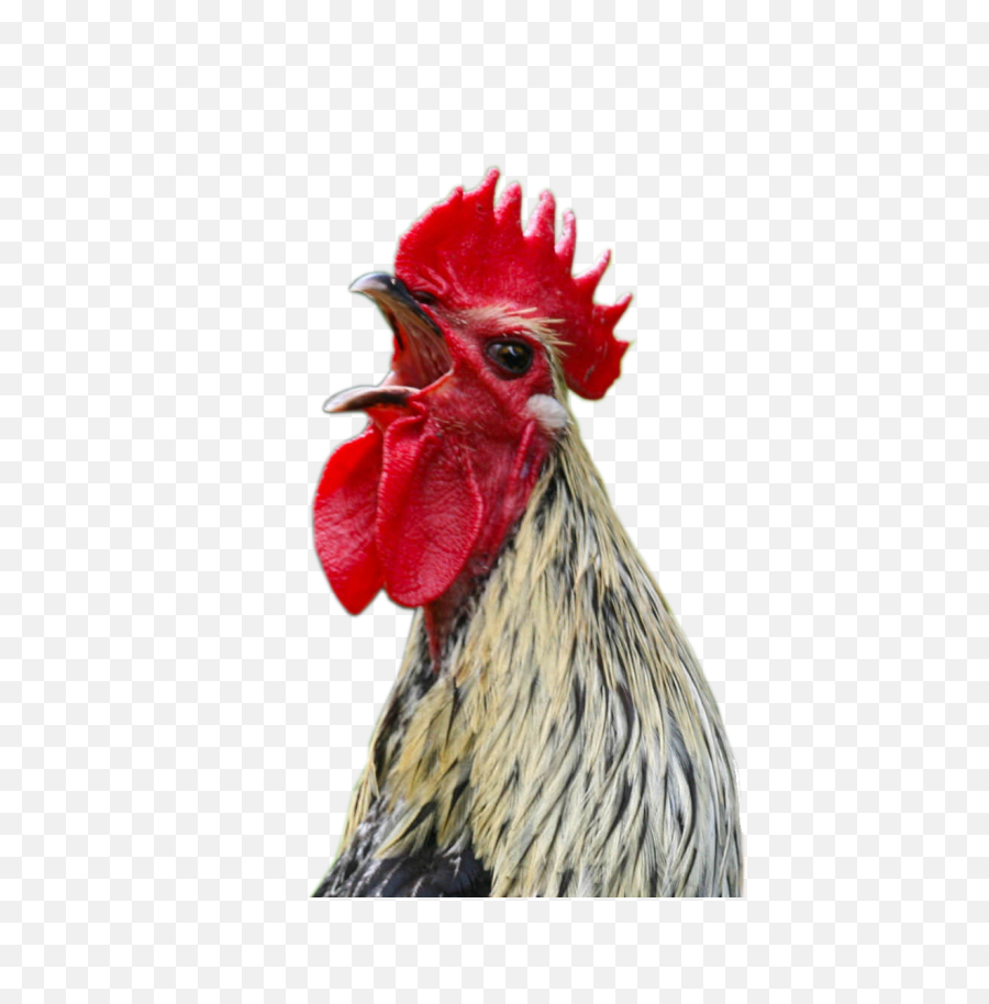 Cock Png - Chicken Head No Background,Rooster Png