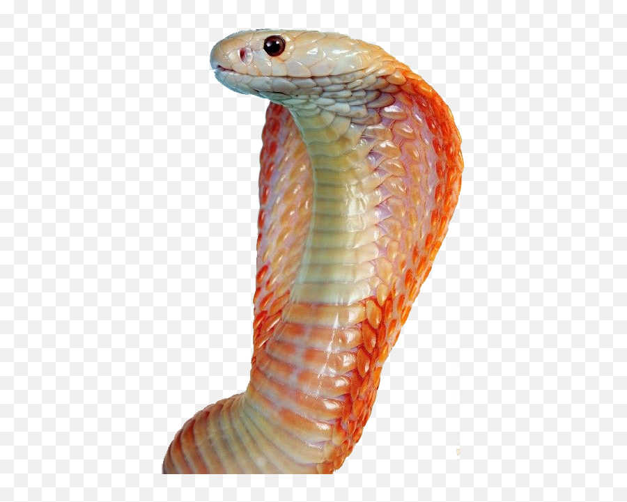 Download Free Png Image - Snakes Png Image With No Snake Cobra Face Transparent,Snakes Png