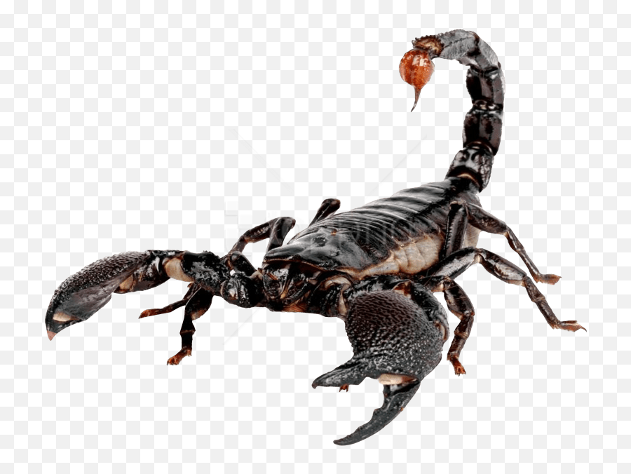 Free Png Scorpion Images Transparent - Transparent Scorpion Transparent,Mortal Kombat Scorpion Png