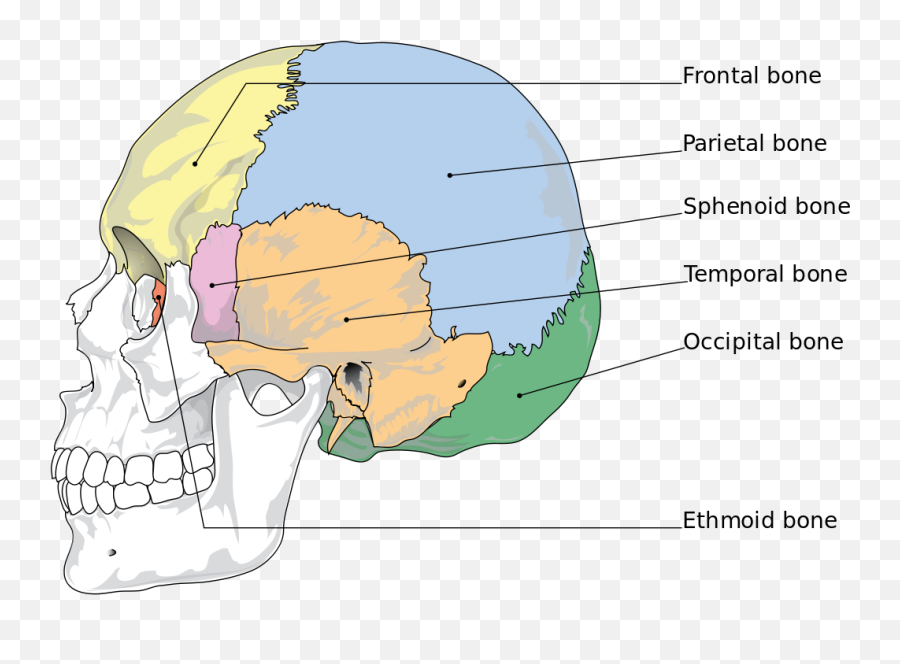Parietal Bone - Bones Of The Skull Png,Skull And Bones Png