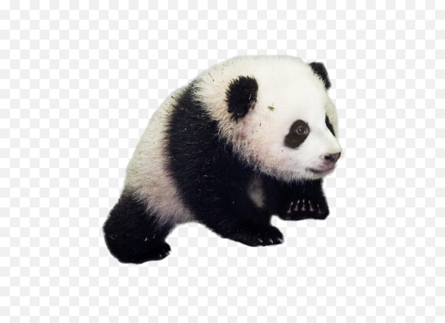 Baby Panda Png Image - Panda Png Transparent,Cute Panda Png