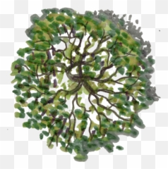Clip Art Freeuse Library Tree Plan Png - Architecture Top View