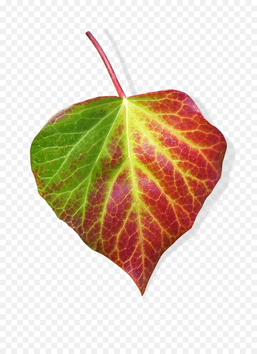 Leaf Ivy Transparent Background - Free Photo On Pixabay Leaf Png,Green Transparent Background