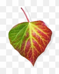 Leaf Ivy Transparent Background - Free Photo On Pixabay Leaf Png,Green Transparent Background