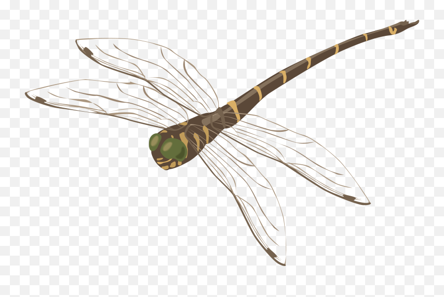 Download Dragonfly Png Image For Free
