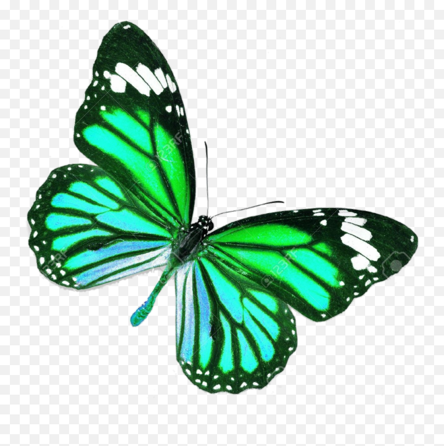 Mariposa Sticker - Blue Real Life Butterfly Full Size Png Butterfly Real Life,Mariposa Png
