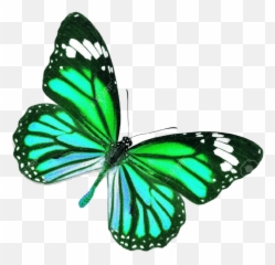 Mariposa Sticker - Blue Real Life Butterfly Full Size Png Butterfly Real Life,Mariposa Png