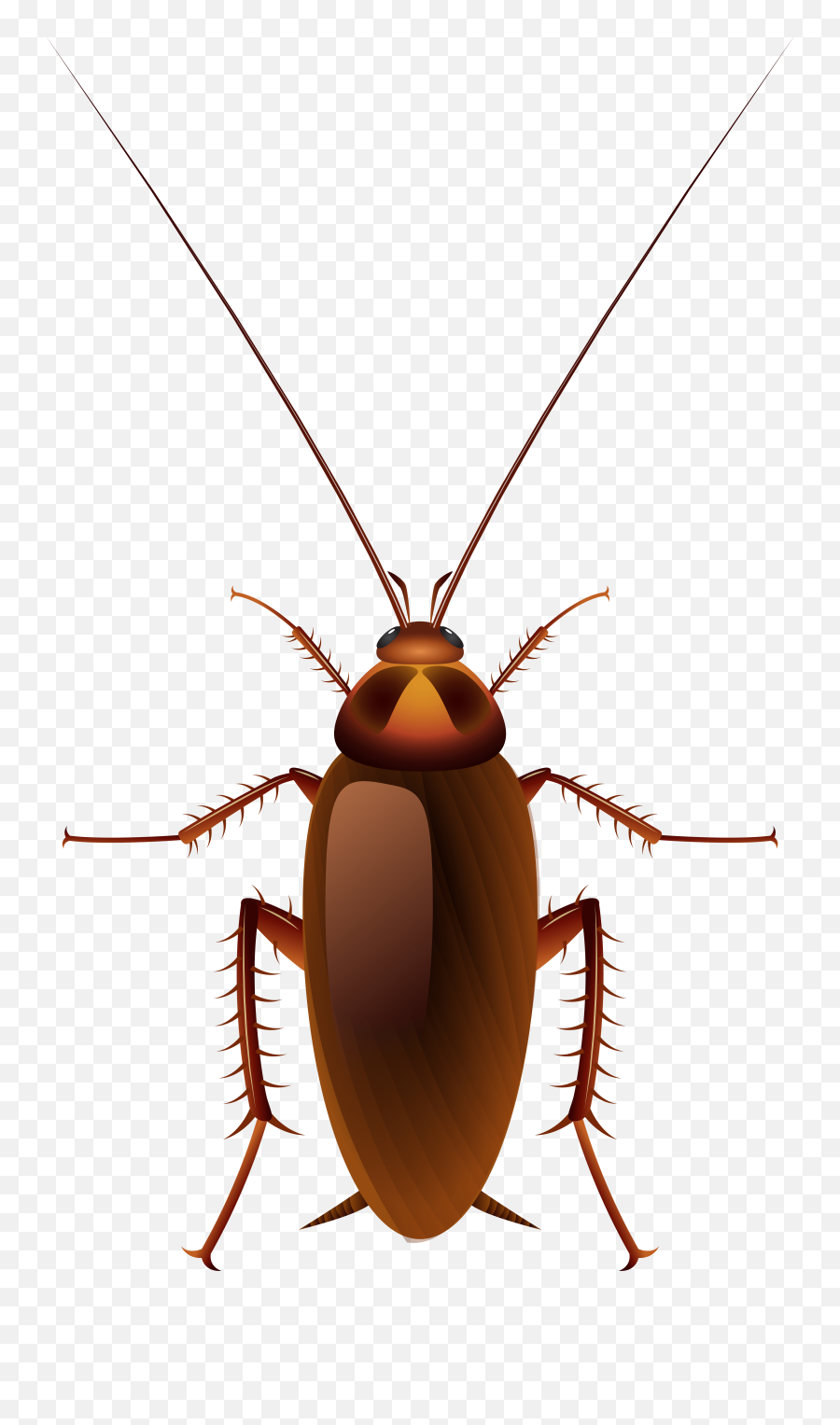 Images Vector Download Png Files - Clipart Cockroach Transparent Background,Roach Png
