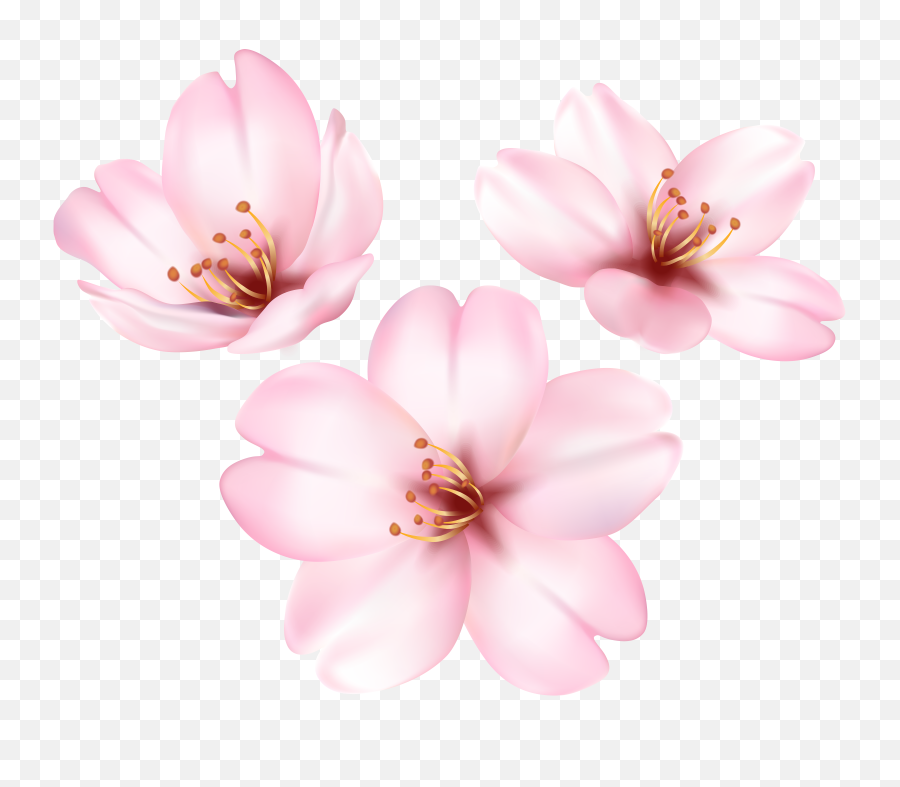 Download Hd Cherry Blossom Tree Png