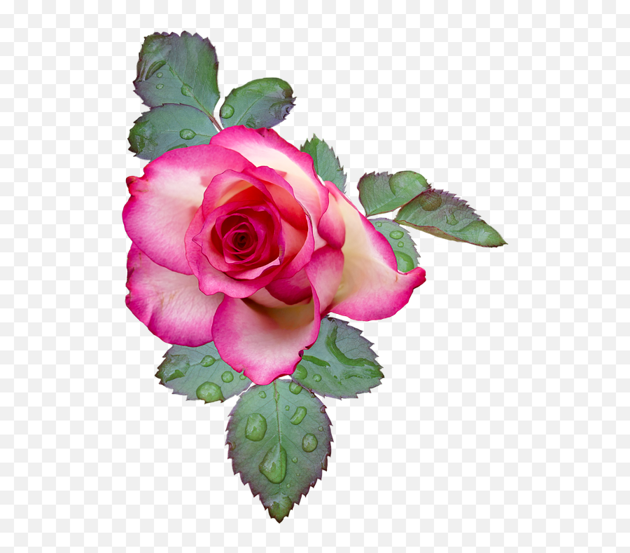 White Rose Bush Png - Rose Rose Bloom Pink White Flower Flores Gifs Png,Flower Bushes Png