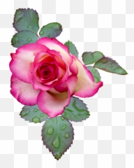 White Rose Bush Png - Rose Bloom Pink White Flower Flores Gifs Png