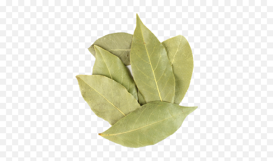 Manufacturer Of Organic Bay Leaf - Buttonbush Png,Laurel Leaves Png