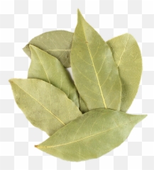 Manufacturer Of Organic Bay Leaf - Buttonbush png