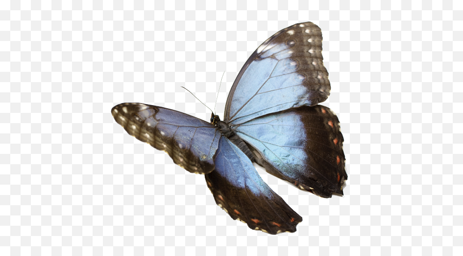 Morpho Magic Kids Out And About Rochester - Sticker Butterfly For Picsart Png,Real Butterfly Png