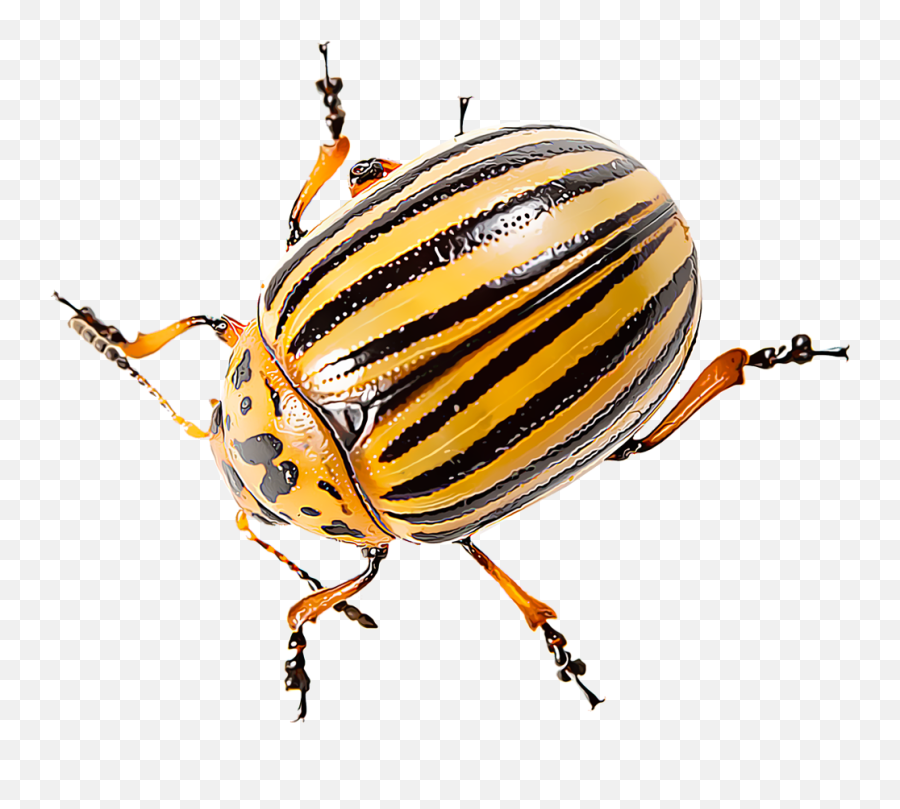 Identify And Control Colorado Potato Beetles - Leaf Beetle Png,Potatoes Png