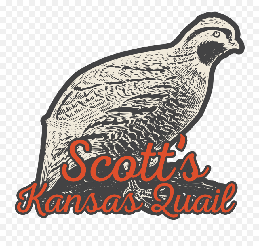 Download Hd Scottu0027s Kansas Quail Local And Eggs - Partridge Png,Quail Png