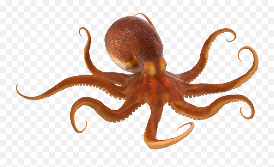 Download Free Png Octopus - Octopus Png,Octopus Png