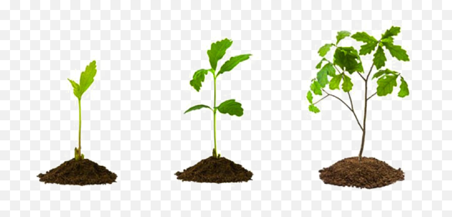 Growing Plant Png Picture Mart - Small Tree Plants Png,Mulch Png
