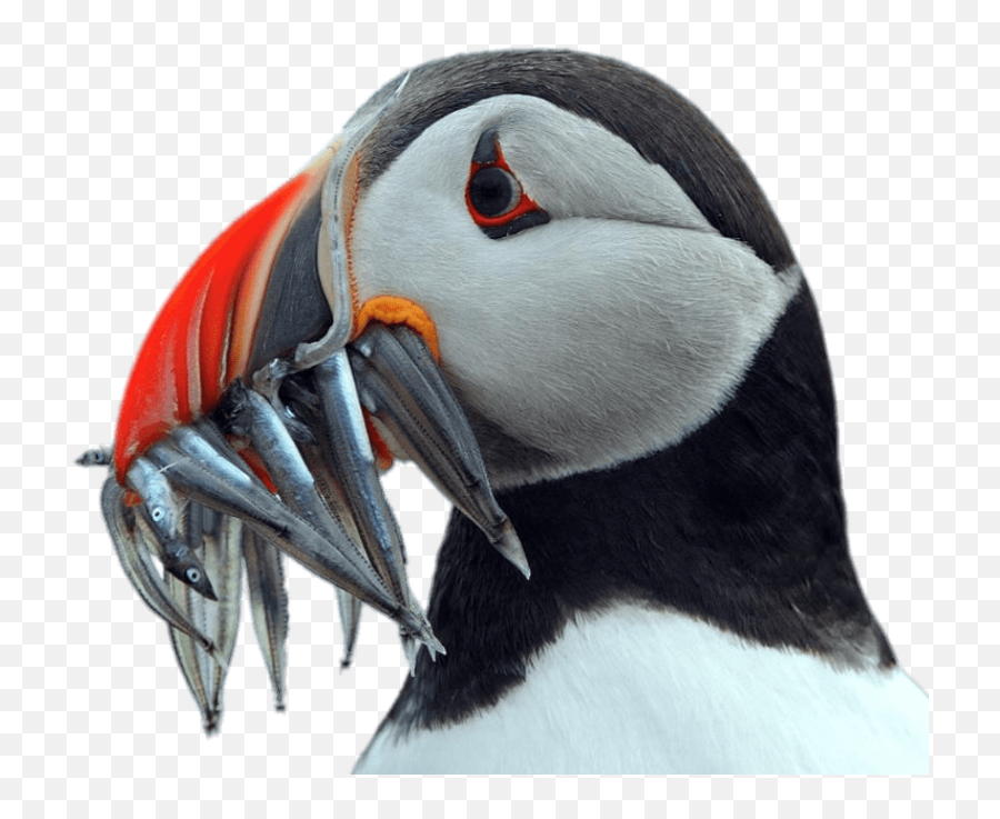 Png Puffin - Puffins,Puffin Png