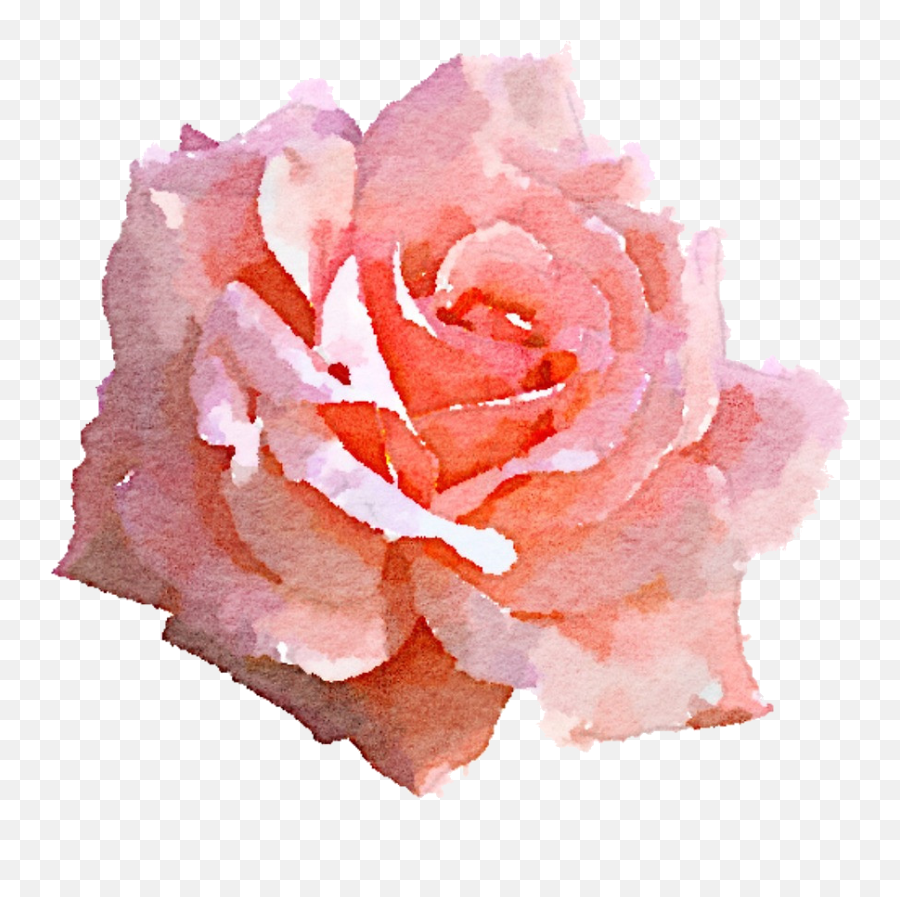 Download Pink Rose Png - Pink Rose Watercolor Png Aesthetic White Rose Png,Pink Watercolor Png