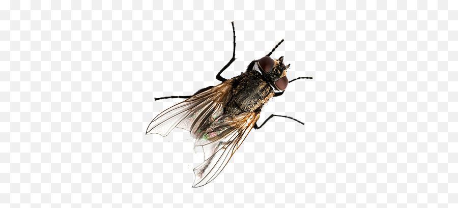 Flies Control Newcastle Bee Exterminator Nsw Pesti - Fly Png,Flies Png