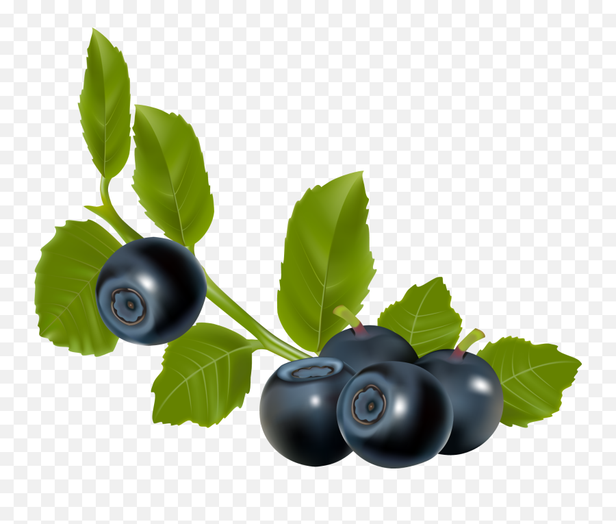 Blueberry Berry - Stock Illustration In Eps And Png Format Blueberry Fruit Vector,Berry Png