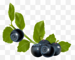 Blueberry Berry - Stock Illustration In Eps And Png Format Blueberry Fruit Vector,Berry Png