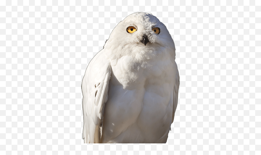 Year - Snowy Owl Png,Hedwig Png