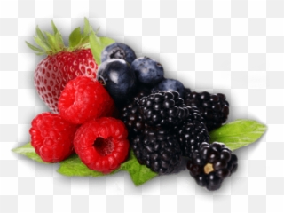 Free Png Berries Images Transparent - Berries Png Transparent,Blackberries Png