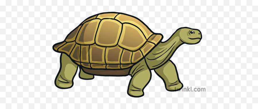 Tortoise Emoji Animals Nature Science - Animal Figure Png,Emoji Animals Png