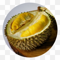 Durian Png - Musang King Png,Durian Png
