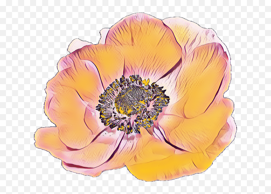 Transparent Background - Anemone Png,Yellow Flower Transparent Background