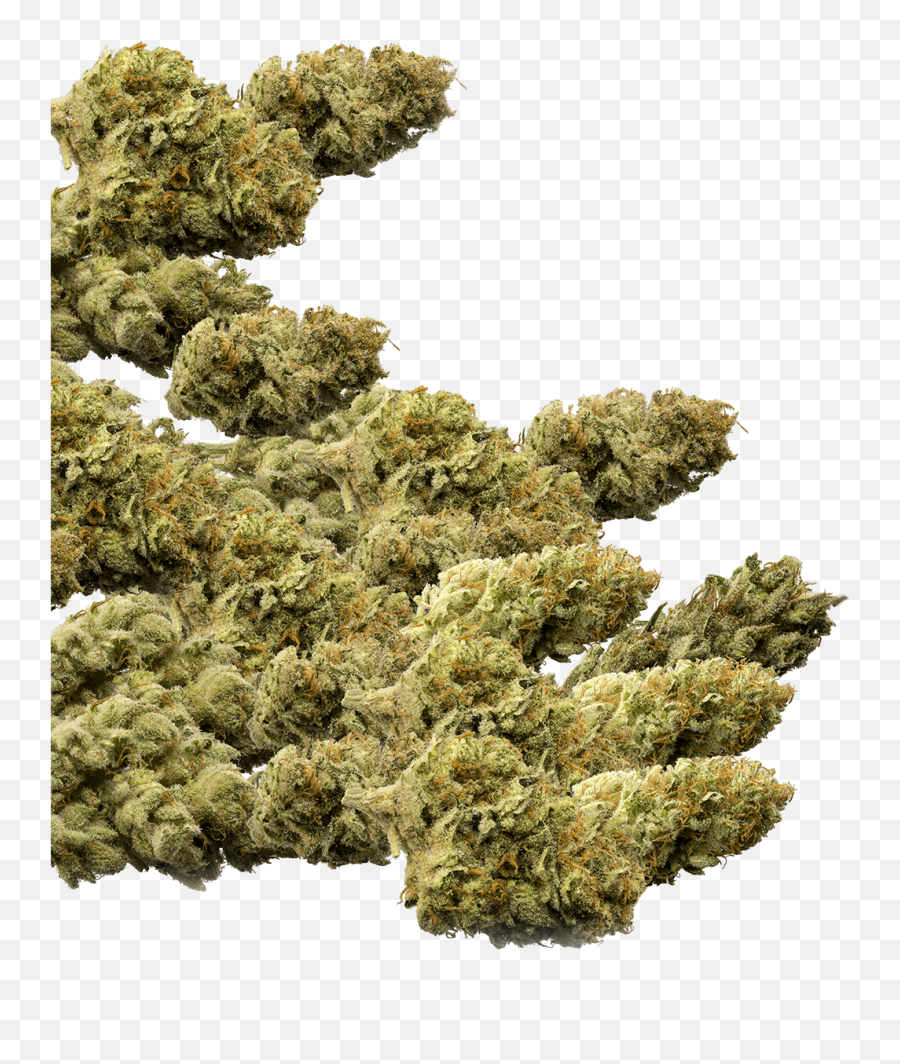 Neta - Weed Buds Transparent Background Png,Weed Png