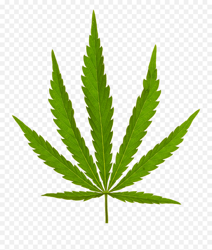 Hemp Purchase Contract - Marijuana Leaf Png,Marijuana Plant Png
