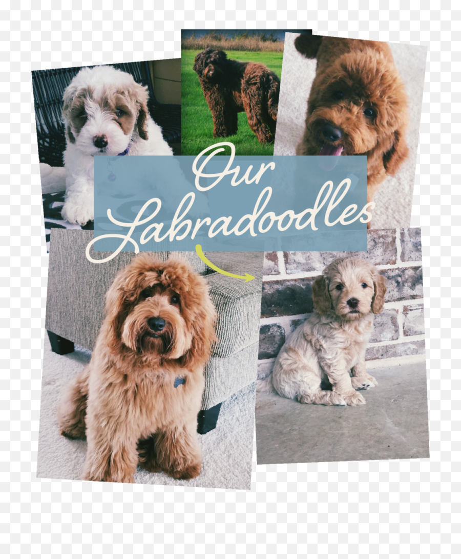 Lake Keowee Labradoodles - Labradoodle Png,Dogs Png