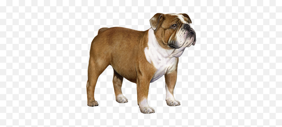 Bulldog Facts - Olde English Bulldogge Png,British Icon Bulldogs