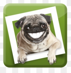 Fidofoto Twitter - Pug png