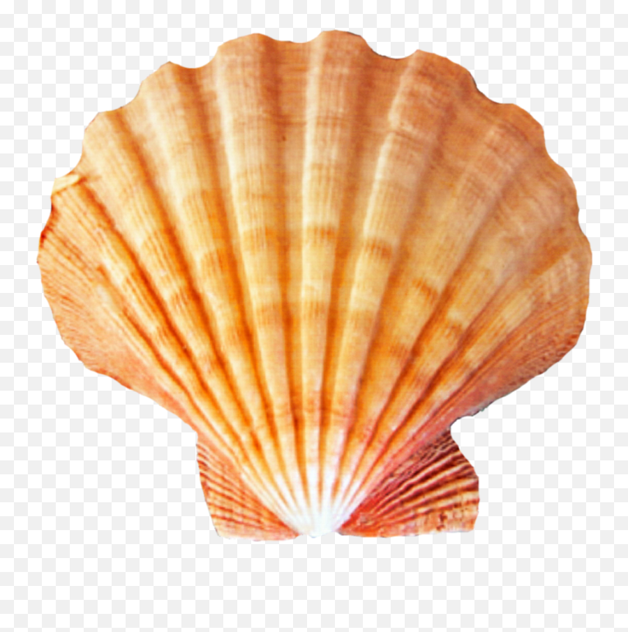 Seashell Png Images Free Download - Sea Shell No Background,Sea Shell Png