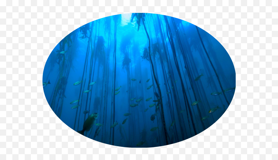 Kelp Forest Circle Icon - Mar Expeditions Undersea Png,Expedition Icon