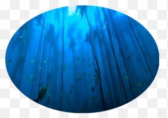 Kelp Forest Circle Icon - MAR Expeditions Undersea png