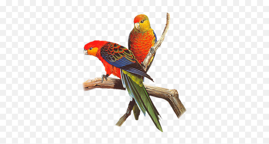Parrots Png 5 Image - Parrot Images Hd Png,Parrot Png
